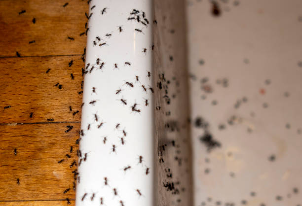 Best Affordable Pest Control Services  in Berly, MO