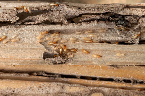 Best Bed Bug Extermination  in Berly, MO